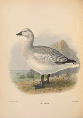 Reproducción/Reproduction 5981494021: Ornithological miscellany V.2 London :Trübner and Co., Bernard Quaritch, R.H. Porter,1876-1878