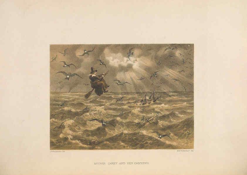 Reproducción/Reproduction 5982053822: Ornithological miscellany V.2 London :Trübner and Co., Bernard Quaritch, R.H. Porter,1876-1878