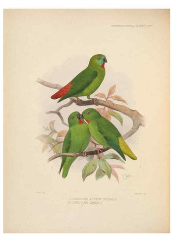 Reproducción/Reproduction 5982046180: Ornithological miscellany V.2 London :Trübner and Co., Bernard Quaritch, R.H. Porter,1876-1878