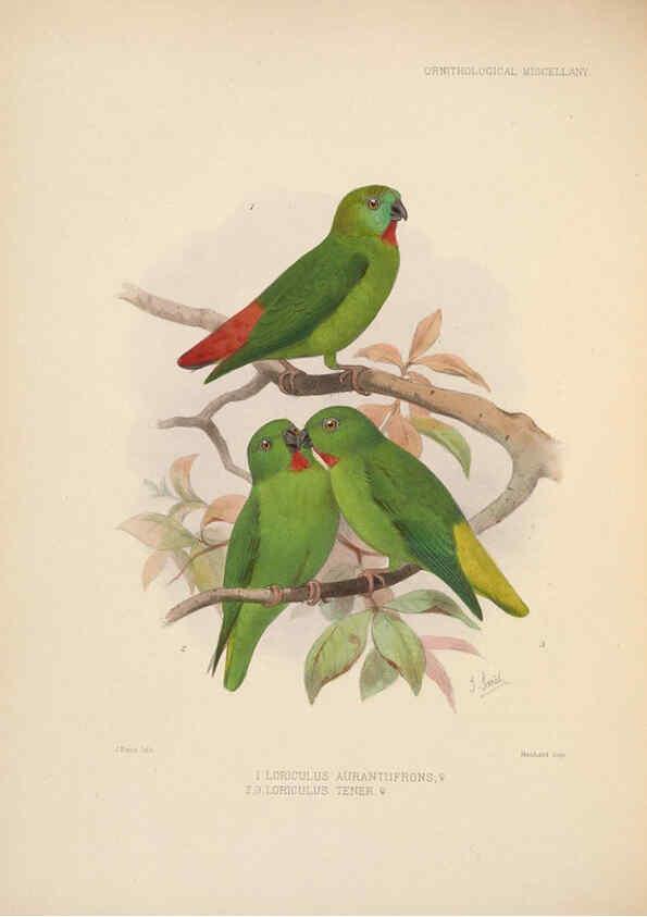 Reproducción/Reproduction 5982046180: Ornithological miscellany V.2 London :Trübner and Co., Bernard Quaritch, R.H. Porter,1876-1878