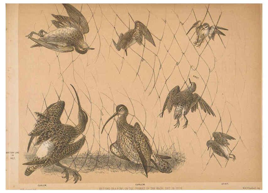 Reproducción/Reproduction 5981486089: Ornithological miscellany V.2 London :Trübner and Co., Bernard Quaritch, R.H. Porter,1876-1878