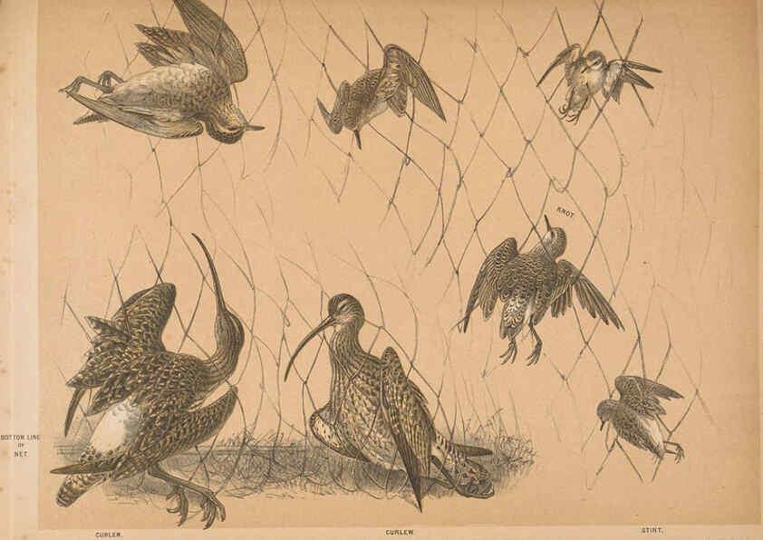 Reproducción/Reproduction 5981486089: Ornithological miscellany V.2 London :Trübner and Co., Bernard Quaritch, R.H. Porter,1876-1878