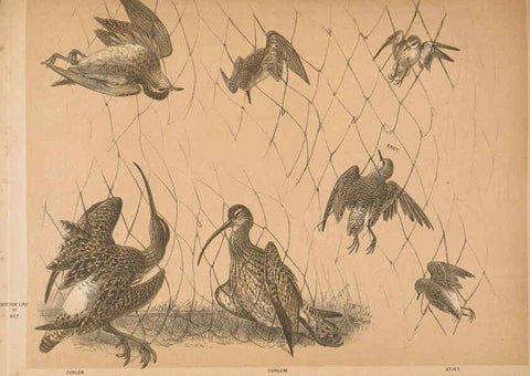 Reproducción/Reproduction 5981486089: Ornithological miscellany V.2 London :Trübner and Co., Bernard Quaritch, R.H. Porter,1876-1878