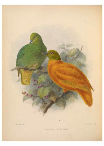 Reproducción/Reproduction 5982038490: Ornithological miscellany V.2 London :Trübner and Co., Bernard Quaritch, R.H. Porter,1876-1878