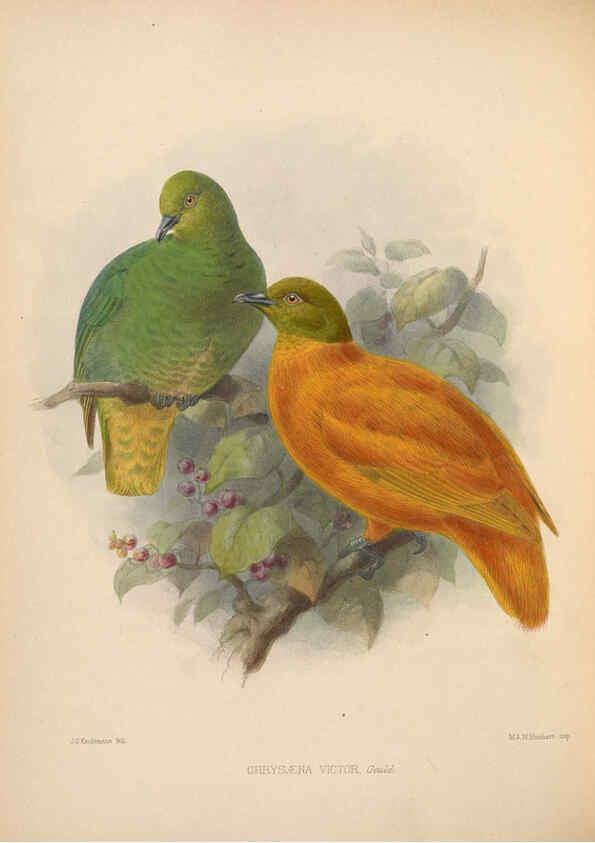 Reproducción/Reproduction 5982038490: Ornithological miscellany V.2 London :Trübner and Co., Bernard Quaritch, R.H. Porter,1876-1878