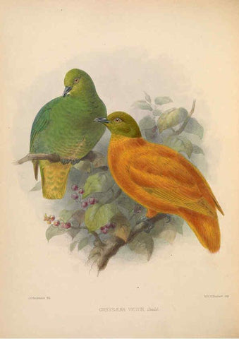 Reproducción/Reproduction 5982038490: Ornithological miscellany V.2 London :Trübner and Co., Bernard Quaritch, R.H. Porter,1876-1878