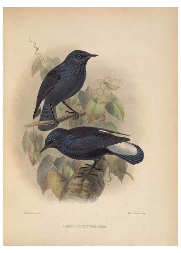Reproducción/Reproduction 5982038706: Ornithological miscellany V.2 London :Trübner and Co., Bernard Quaritch, R.H. Porter,1876-1878
