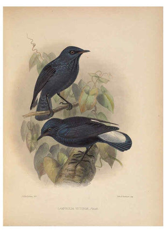 Reproducción/Reproduction 5982038706: Ornithological miscellany V.2 London :Trübner and Co., Bernard Quaritch, R.H. Porter,1876-1878