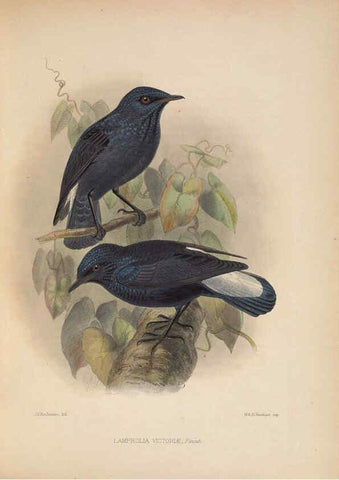 Reproducción/Reproduction 5982038706: Ornithological miscellany V.2 London :Trübner and Co., Bernard Quaritch, R.H. Porter,1876-1878
