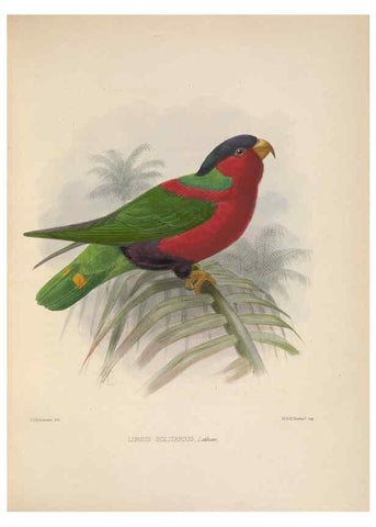 Reproducción/Reproduction 5981479349: Ornithological miscellany V.2 London :Trübner and Co., Bernard Quaritch, R.H. Porter,1876-1878