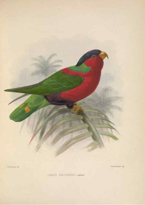 Reproducción/Reproduction 5981479349: Ornithological miscellany V.2 London :Trübner and Co., Bernard Quaritch, R.H. Porter,1876-1878