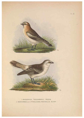 Reproducción/Reproduction 5982040930: Ornithological miscellany V.2 London :Trübner and Co., Bernard Quaritch, R.H. Porter,1876-1878