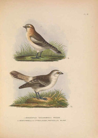 Reproducción/Reproduction 5982040930: Ornithological miscellany V.2 London :Trübner and Co., Bernard Quaritch, R.H. Porter,1876-1878