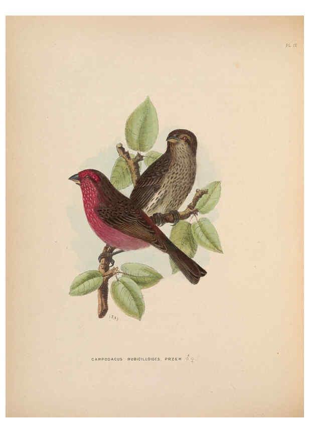 Reproducción/Reproduction 5981481375: Ornithological miscellany V.2 London :Trübner and Co., Bernard Quaritch, R.H. Porter,1876-1878