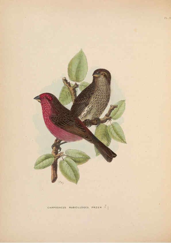 Reproducción/Reproduction 5981481375: Ornithological miscellany V.2 London :Trübner and Co., Bernard Quaritch, R.H. Porter,1876-1878