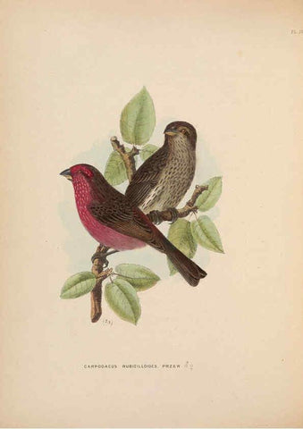 Reproducción/Reproduction 5981481375: Ornithological miscellany V.2 London :Trübner and Co., Bernard Quaritch, R.H. Porter,1876-1878