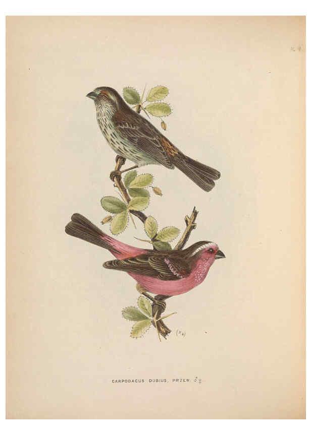 Reproducción/Reproduction 5982041396: Ornithological miscellany V.2 London :Trübner and Co., Bernard Quaritch, R.H. Porter,1876-1878