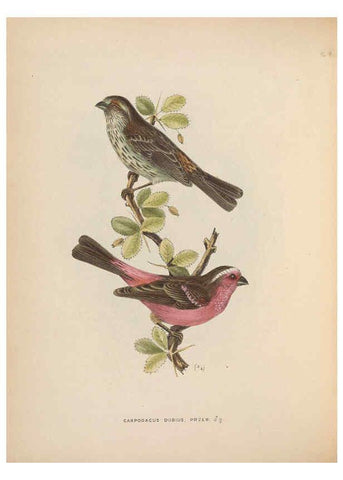 Reproducción/Reproduction 5982041396: Ornithological miscellany V.2 London :Trübner and Co., Bernard Quaritch, R.H. Porter,1876-1878