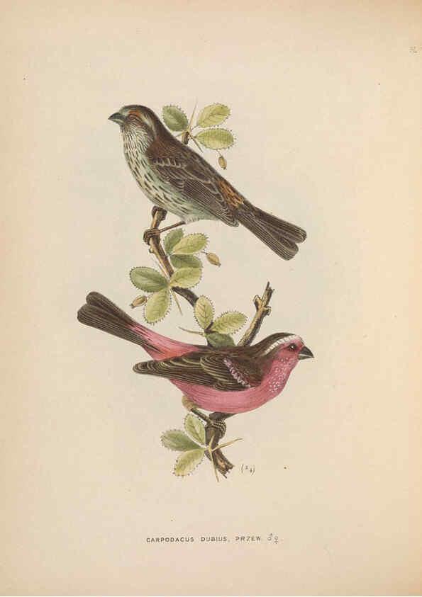Reproducción/Reproduction 5982041396: Ornithological miscellany V.2 London :Trübner and Co., Bernard Quaritch, R.H. Porter,1876-1878