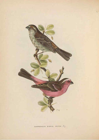 Reproducción/Reproduction 5982041396: Ornithological miscellany V.2 London :Trübner and Co., Bernard Quaritch, R.H. Porter,1876-1878