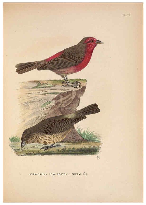 Reproducción/Reproduction 5981481953: Ornithological miscellany V.2 London :Trübner and Co., Bernard Quaritch, R.H. Porter,1876-1878