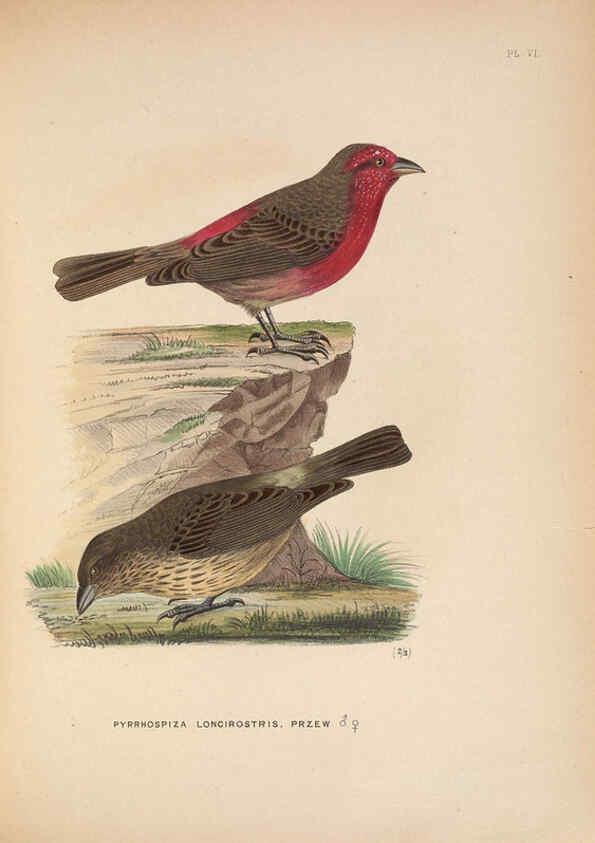 Reproducción/Reproduction 5981481953: Ornithological miscellany V.2 London :Trübner and Co., Bernard Quaritch, R.H. Porter,1876-1878