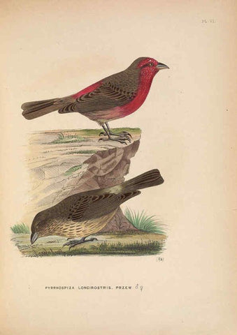 Reproducción/Reproduction 5981481953: Ornithological miscellany V.2 London :Trübner and Co., Bernard Quaritch, R.H. Porter,1876-1878