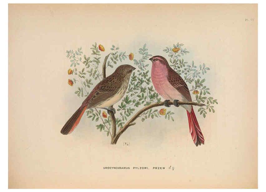 Reproducción/Reproduction 5981482519: Ornithological miscellany V.2 London :Trübner and Co., Bernard Quaritch, R.H. Porter,1876-1878