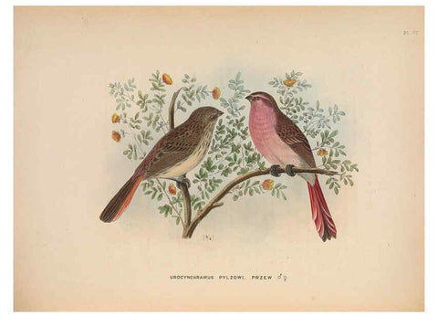 Reproducción/Reproduction 5981482519: Ornithological miscellany V.2 London :Trübner and Co., Bernard Quaritch, R.H. Porter,1876-1878