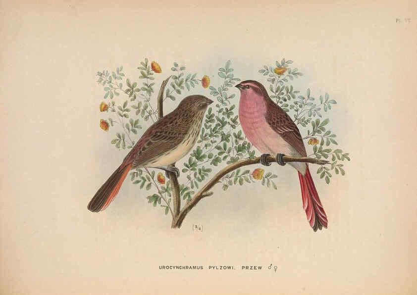 Reproducción/Reproduction 5981482519: Ornithological miscellany V.2 London :Trübner and Co., Bernard Quaritch, R.H. Porter,1876-1878