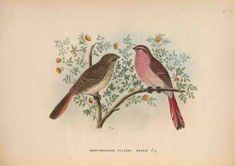 Reproducción/Reproduction 5981482519: Ornithological miscellany V.2 London :Trübner and Co., Bernard Quaritch, R.H. Porter,1876-1878