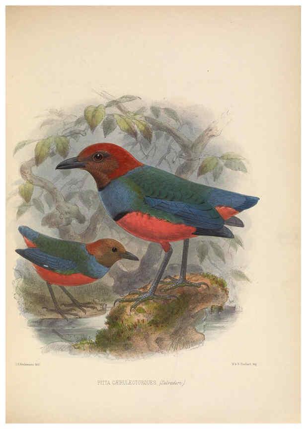 Reproducción/Reproduction 5982042736: Ornithological miscellany V.2 London :Trübner and Co., Bernard Quaritch, R.H. Porter,1876-1878