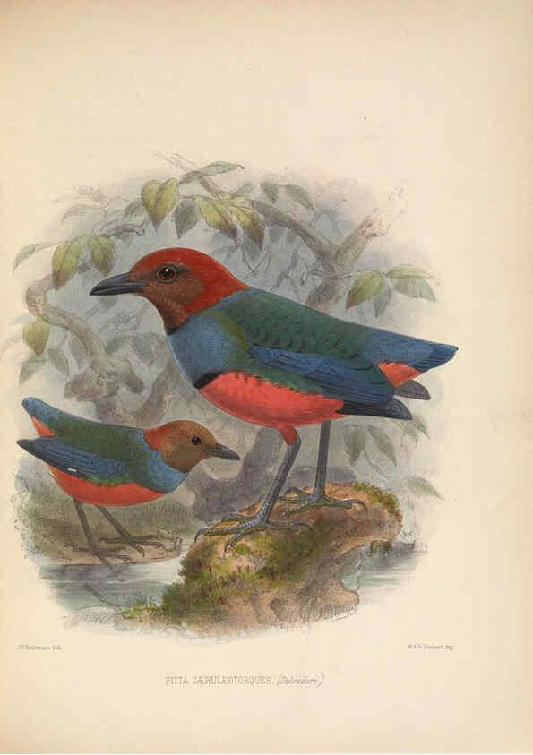 Reproducción/Reproduction 5982042736: Ornithological miscellany V.2 London :Trübner and Co., Bernard Quaritch, R.H. Porter,1876-1878