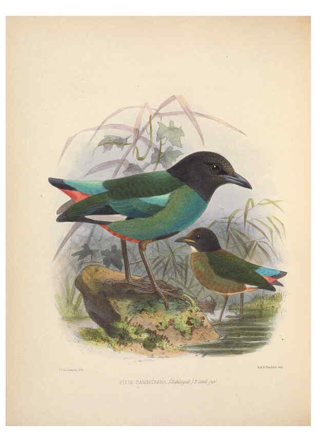 Reproducción/Reproduction 5982043074: Ornithological miscellany V.2 London :Trübner and Co., Bernard Quaritch, R.H. Porter,1876-1878