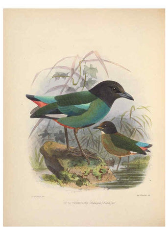 Reproducción/Reproduction 5982043074: Ornithological miscellany V.2 London :Trübner and Co., Bernard Quaritch, R.H. Porter,1876-1878