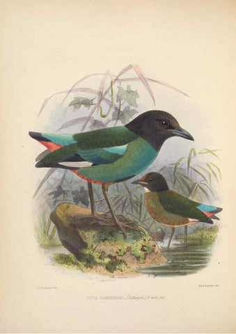 Reproducción/Reproduction 5982043074: Ornithological miscellany V.2 London :Trübner and Co., Bernard Quaritch, R.H. Porter,1876-1878