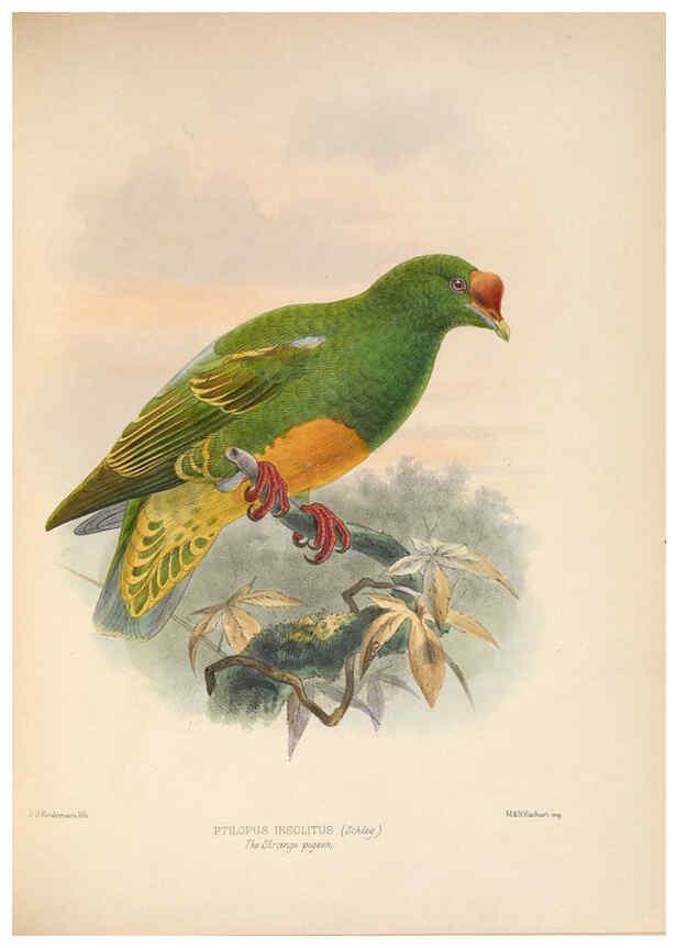 Reproducción/Reproduction 5982043536: Ornithological miscellany V.2 London :Trübner and Co., Bernard Quaritch, R.H. Porter,1876-1878