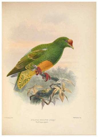 Reproducción/Reproduction 5982043536: Ornithological miscellany V.2 London :Trübner and Co., Bernard Quaritch, R.H. Porter,1876-1878