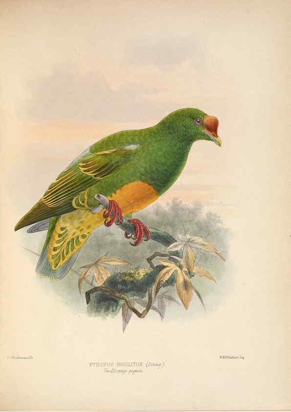 Reproducción/Reproduction 5982043536: Ornithological miscellany V.2 London :Trübner and Co., Bernard Quaritch, R.H. Porter,1876-1878