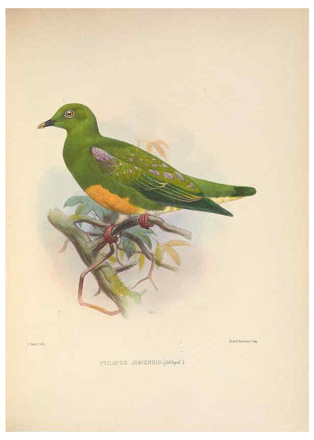 Reproducción/Reproduction 5982043776: Ornithological miscellany V.2 London :Trübner and Co., Bernard Quaritch, R.H. Porter,1876-1878