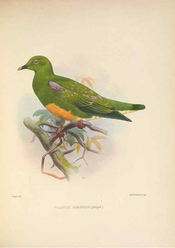 Reproducción/Reproduction 5982043776: Ornithological miscellany V.2 London :Trübner and Co., Bernard Quaritch, R.H. Porter,1876-1878