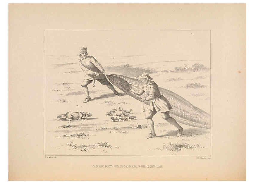 Reproducción/Reproduction 5981484511: Ornithological miscellany V.2 London :Trübner and Co., Bernard Quaritch, R.H. Porter,1876-1878