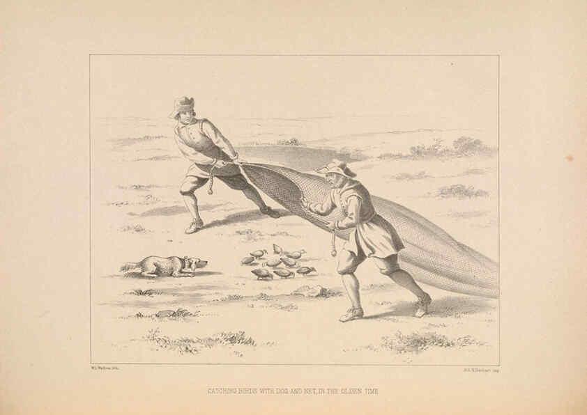 Reproducción/Reproduction 5981484511: Ornithological miscellany V.2 London :Trübner and Co., Bernard Quaritch, R.H. Porter,1876-1878