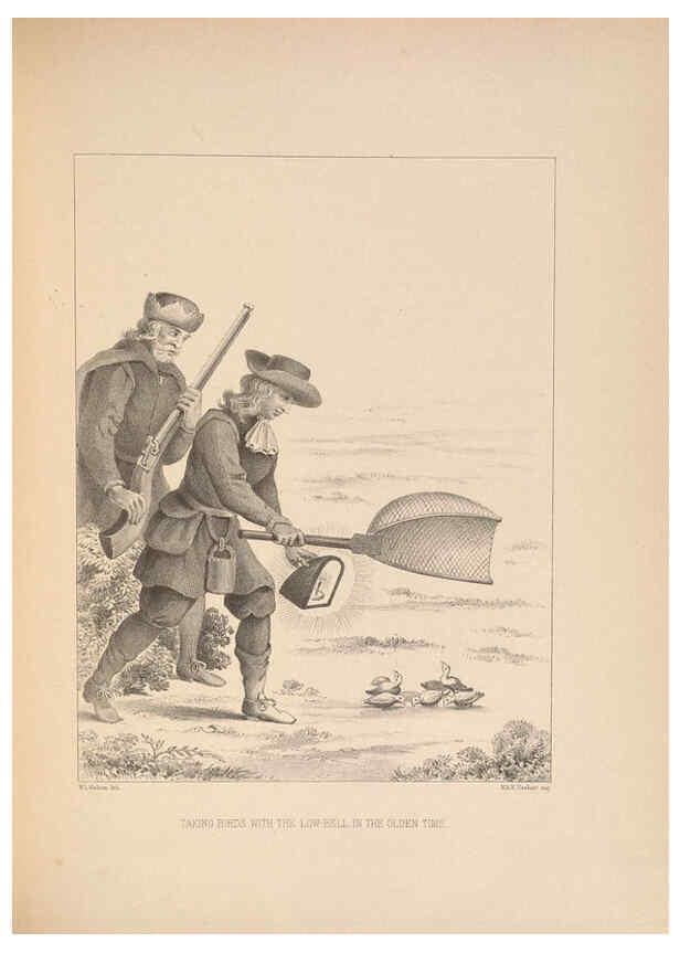 Reproducción/Reproduction 5982044446: Ornithological miscellany V.2 London :Trübner and Co., Bernard Quaritch, R.H. Porter,1876-1878