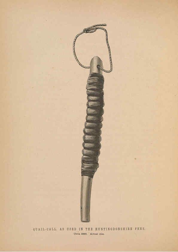 Reproducción/Reproduction 5981485233: Ornithological miscellany V.2 London :Trübner and Co., Bernard Quaritch, R.H. Porter,1876-1878