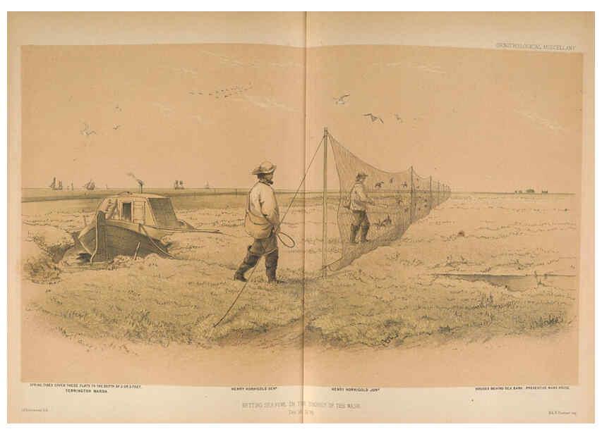 Reproducción/Reproduction 5982045238: Ornithological miscellany V.2 London :Trübner and Co., Bernard Quaritch, R.H. Porter,1876-1878