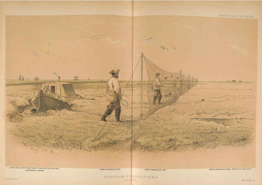 Reproducción/Reproduction 5982045238: Ornithological miscellany V.2 London :Trübner and Co., Bernard Quaritch, R.H. Porter,1876-1878