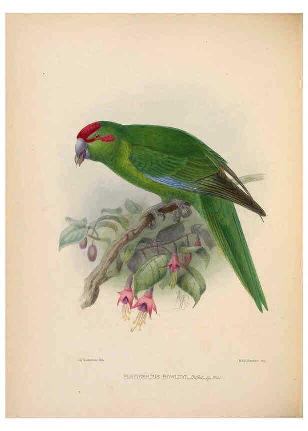 Reproducción/Reproduction 5981494893: Ornithological miscellany V.2 London :Trübner and Co., Bernard Quaritch, R.H. Porter,1876-1878