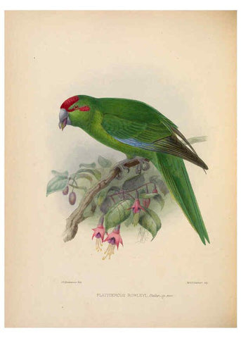 Reproducción/Reproduction 5981494893: Ornithological miscellany V.2 London :Trübner and Co., Bernard Quaritch, R.H. Porter,1876-1878