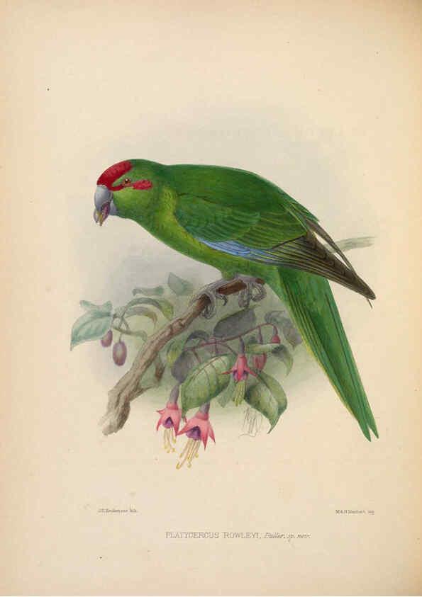 Reproducción/Reproduction 5981494893: Ornithological miscellany V.2 London :Trübner and Co., Bernard Quaritch, R.H. Porter,1876-1878